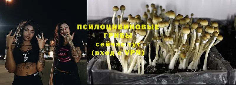 Галлюциногенные грибы Psilocybe  Электрогорск 